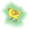 Baby Chick With Green Background Clip Art